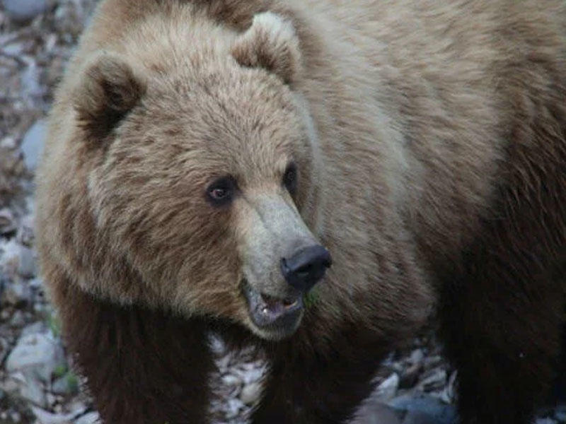 Ayı ovçunu parçaladı - FOTO