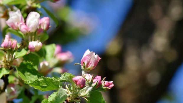 Bakıda 27 dərəcə isti olacaq