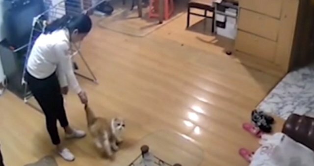 Bu görüntülər hər kəsi dəhşətə gətirir - Qadın pişiyə işgəncə verdi - VİDEO