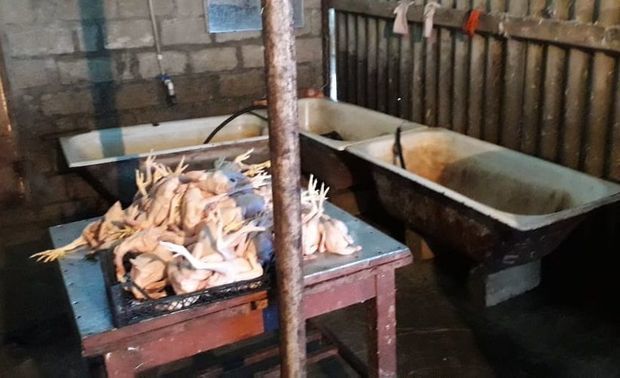 Обнаружен еще один незаконный куриный цех - ФОТО