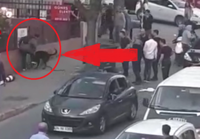 Yaralı itə NARKOZ VERDİLƏR: Görün nə baş verdi - VİDEO