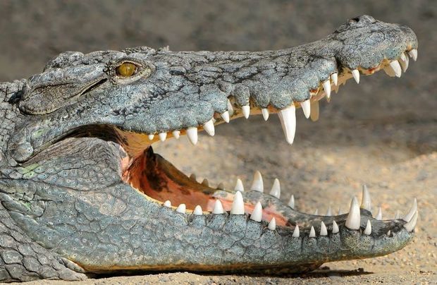 Keniyada iki nəfəri timsah parçaladı - FOTO