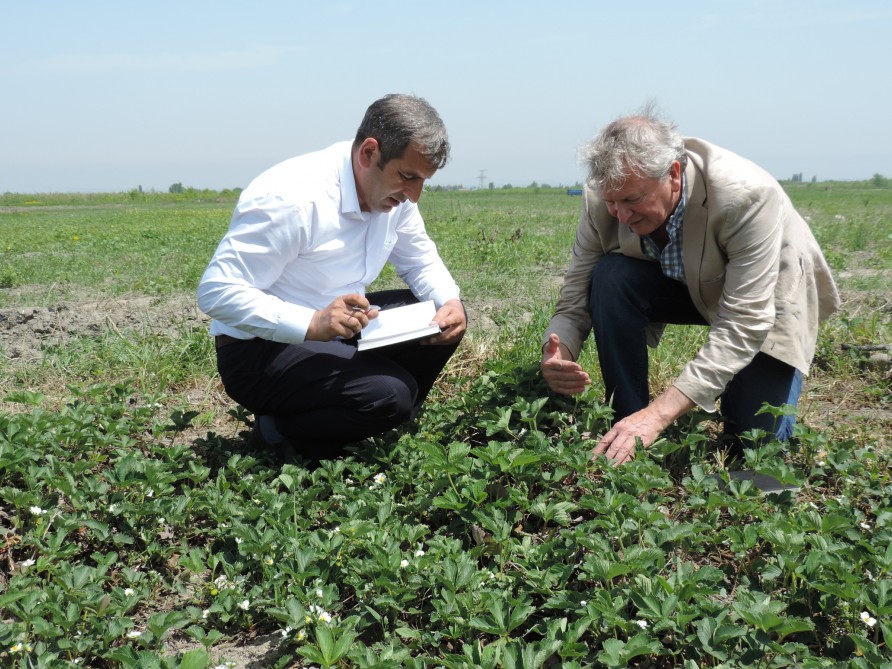 AZƏRBAYCANDA İNGİLTƏRƏDƏN GƏTİRİLƏN MƏHSULDAR, İXRACYÖNÜMLÜ GİLƏMEYVƏ SORTLARI BECƏRİLƏCƏK