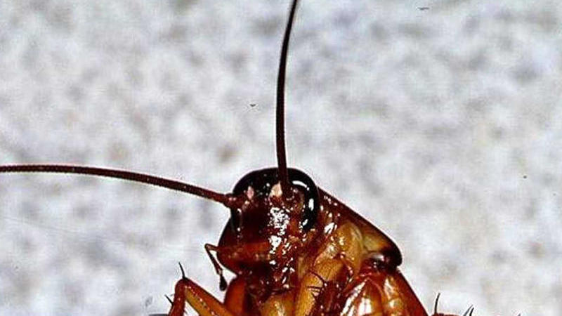 Prezidentin üzərinə tribunada iri tarakan çıxdı - FOTO/VİDEO