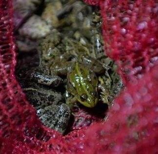 Bu qurbağaların bir kiloqramı 17 manata satılır - fotolar
