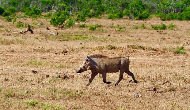 Qaban cəldliyi ilə yeddi şirdən qurtuldu - VİDEO