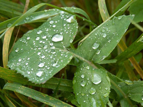 Bakıda yağış yağacaq, temperatur aşağı düşəcək - Həftə sonunun HAVAsı