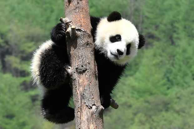 Alimlər yeni panda növü aşkarladı - FOTO