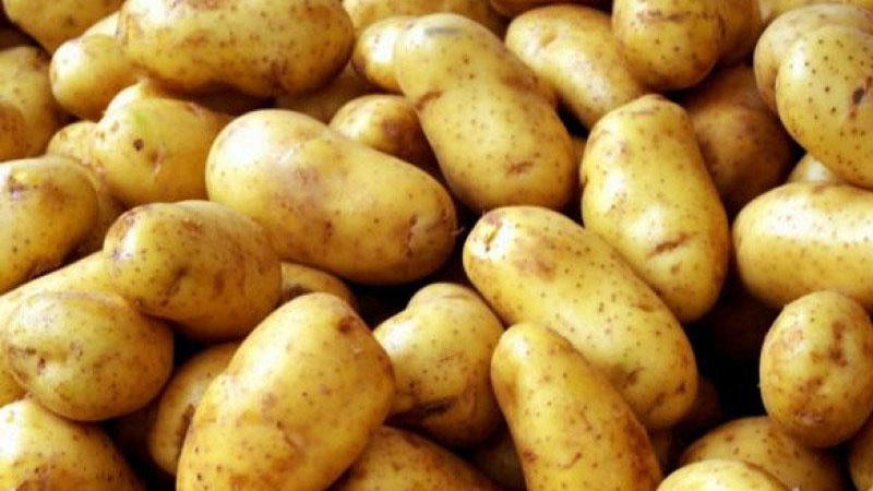 Bu kartoflar insanı ZƏHƏRLƏYİR - Mütəxəssislərdən VACİB XƏBƏRDARLIQ
