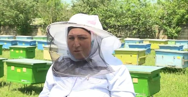 Qadın arıçı: Ana arı ailənin şahıdırsa, niyə arıçılar yalnız kişilər olmalıdır? - VİDEO
