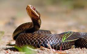 Əhaliyə ilanlarla bağlı vacib XƏBƏRDARLIQ!