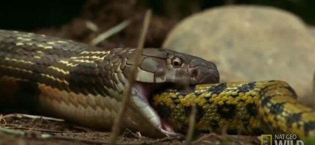 Qorxunc görüntü! İlan digər ilanı diri-diri uddu - video