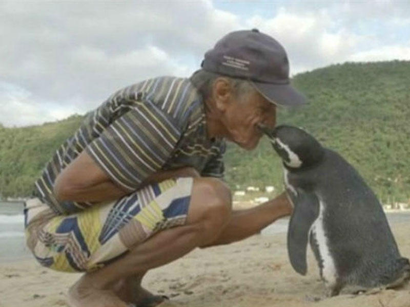 Pinqvin hər il 8 min kilometr məsafə qət edir, xilaskarı ilə görüşür - FOTO