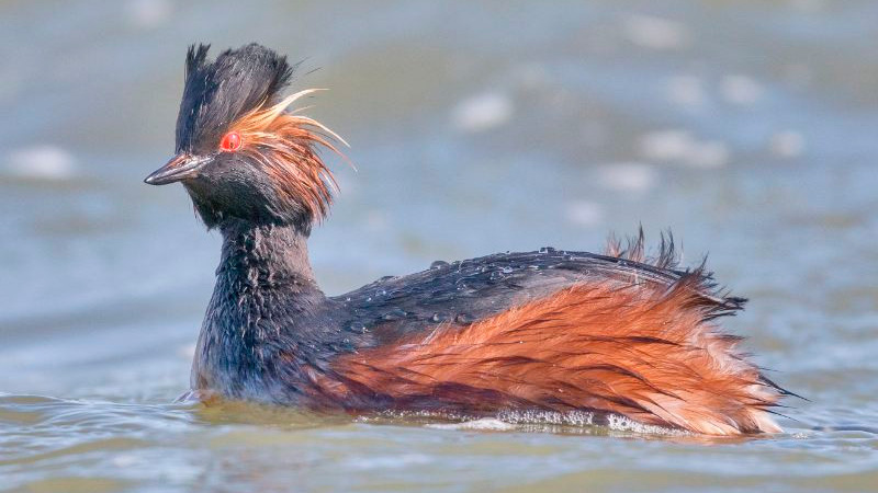 Adı dəyişdirilən quş danışdı: 
