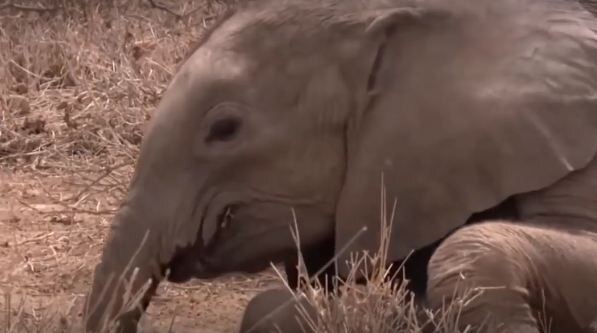 İnanılmaz görüntü! İlan nəhəng fili öldürdü - video