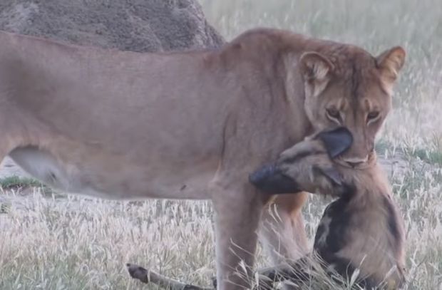 Хитрая гиеновидная собака притворилась мертвой и спаслась