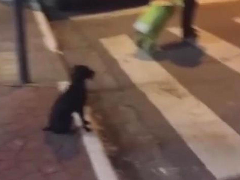 Piyada yolu qırmızıda keçdi, it yaşıl işıq yanana qədər gözlədi - VİDEO