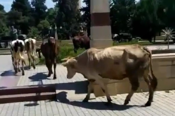 İcra Hakimiyyətinin yanında inəklər otlayır: “İstiqlal” parkında biabırçı mənzərə (FOTOLAR)
