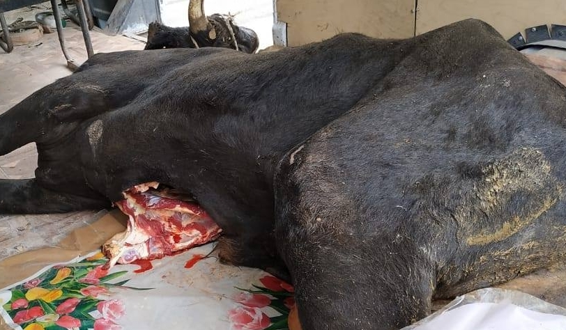 İyrənc görüntülər – Ölü heyvanı satmaq istədilər – FOTO