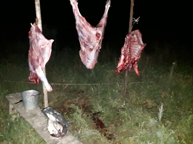 Ölmüş vəziyyətdə kəsilən heyvan cəmdəyi aşkarlandı - FOTO