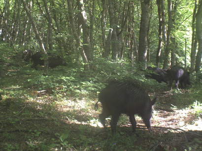 В Азербайджане начаты работы по созданию первого в стране биосферного заповедника