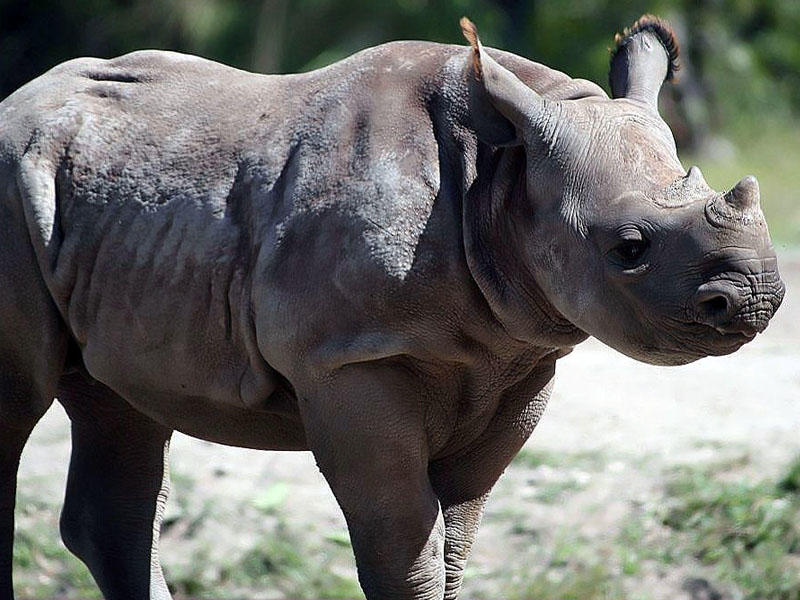 ABŞ-da nadir qara kərgədan dünyaya gəlib
