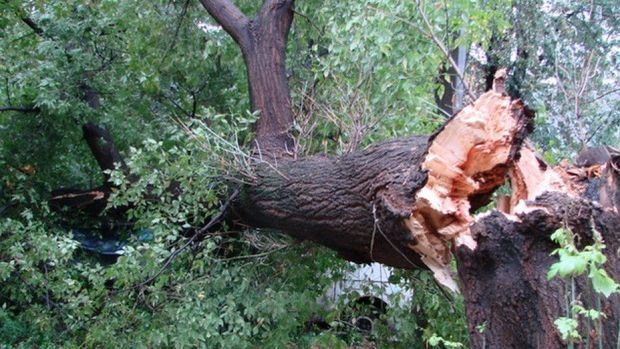 В Баку сильный ветер повалил деревья - ФОТО
