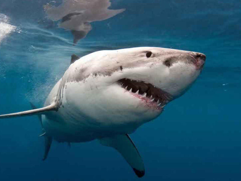 Havay adalarında akula bir nəfəri parçaladı