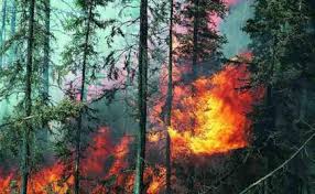 В Канаде около 600 спасателей и авиация тушат лесные пожары