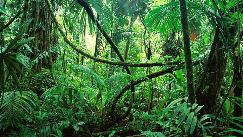 17 gün meşədə tək qaldı, həşəratlarla qidalandı – Foto