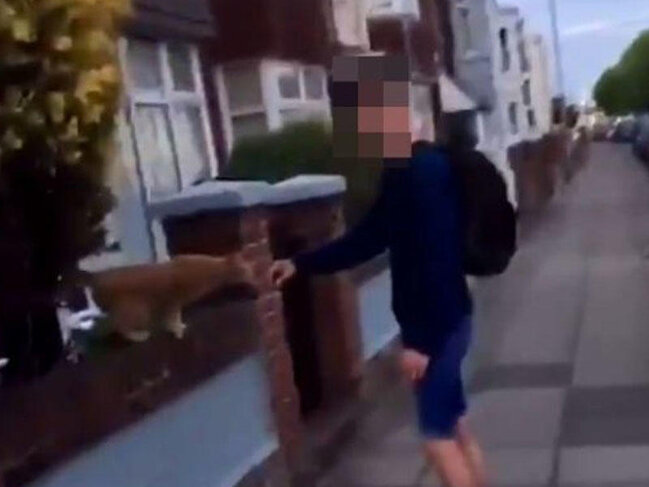 Pişiyin başını yumruqla əzən oğlan tutuldu - FOTO