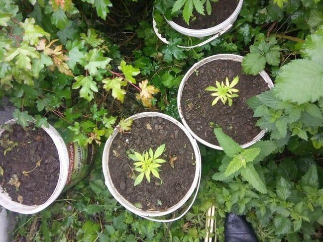 Toyuq hinində narkotik yetişdirirmiş