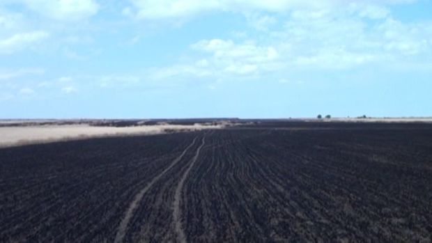 Biləsuvarda 60 hektar taxıl sahəsi yandı - FOTO