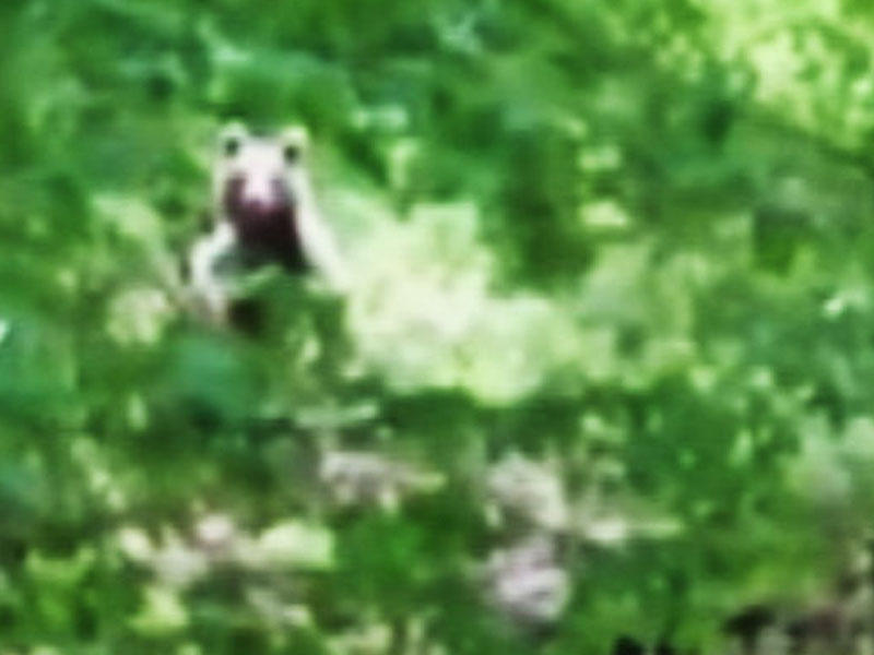 Qəbələdə ayı çobanlara hücum edib - VİDEO