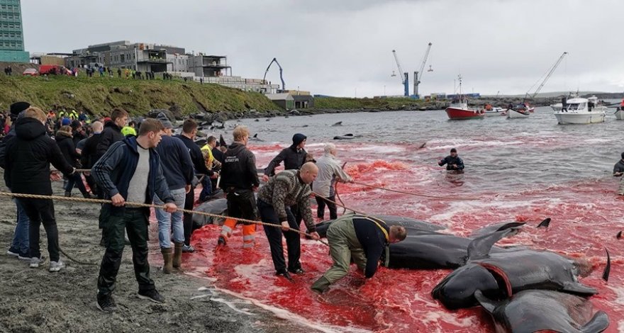 Рыбаки жестоко убили более 150 дельфинов, окрасив всю бухту в кровавый цвет – ФОТО