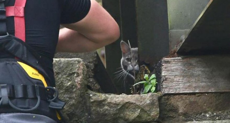 Кошка почти неделю наблюдала за попытками снять ее с моста и слезла сама