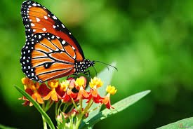 Bakıya kütləvi kəpənək axını - Afrikadan gəliblər