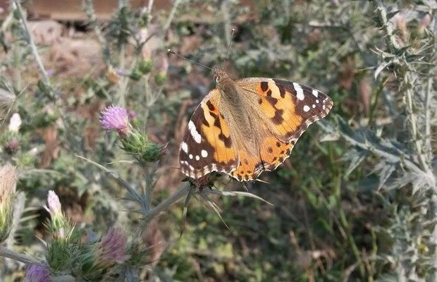 Почему в Азербайджане резко выросла численность бабочек?