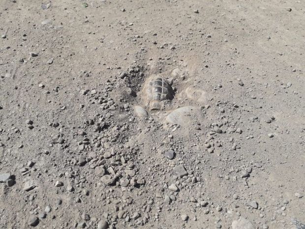 Gəncədə yerə basdırılmış əl qumbarası tapılıb - FOTO