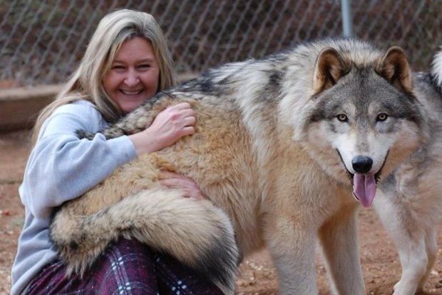 Finlandiya itburnu və mələz itlərə qarşı müharibə elan etdi