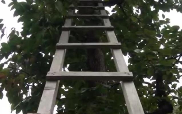 59 yaşlı kişi ağacdan yıxılıb öldü