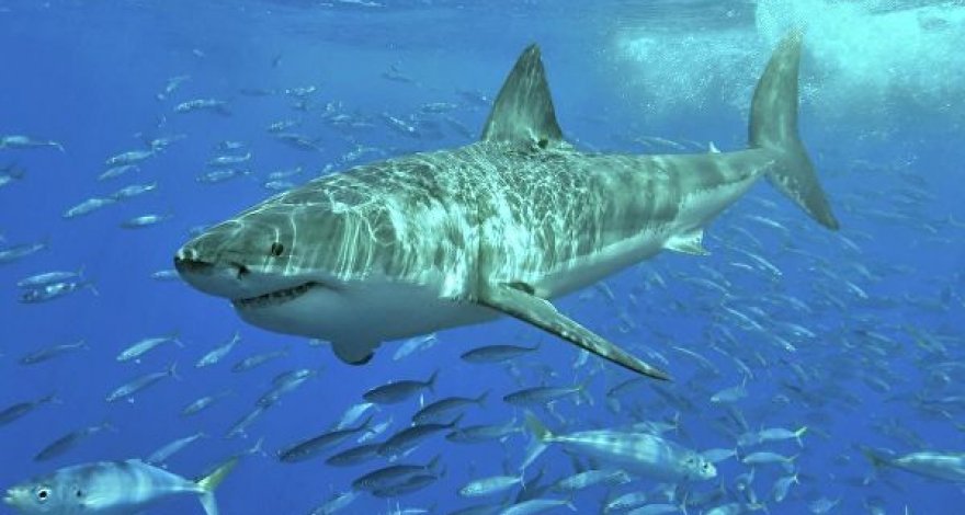 В США туристка плавала с акулой, не зная об этом - ВИДЕО