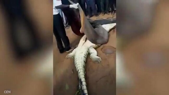 Dəhşətli görüntü: Timsahın qarnından hissələrə ayrılmış qız çıxdı - VİDEO 18+