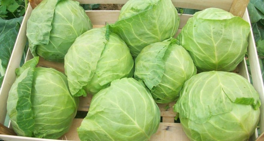 Ученые выяснили, влияет ли капуста на размер женской груди