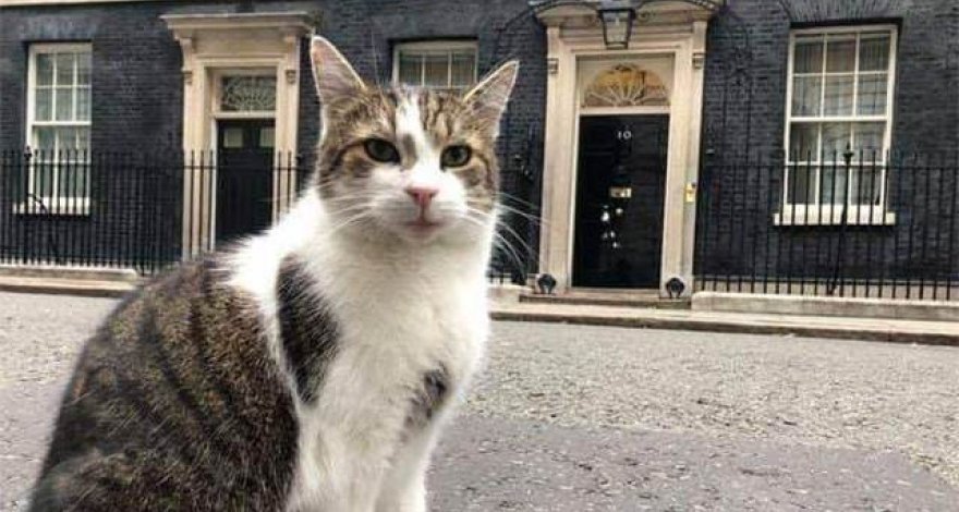 Кот Ларри затмил Дональда Трампа во время его визита в Британию