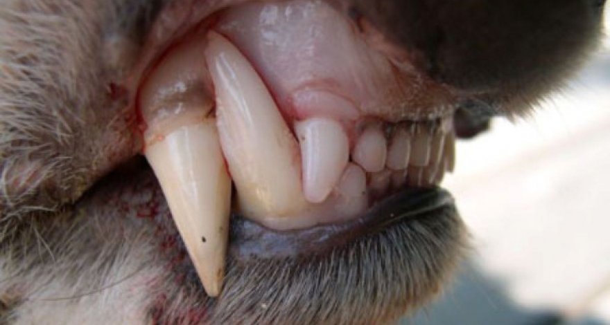 Собака покусала шестилетнего ребенка в одном из ресторанов Азербайджана – ФОТО