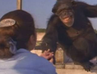 Şimpanze 25 il öncə həyatını xilas edən qadını unutmadı - FOTO