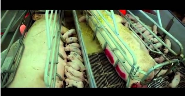 6 Dəqiqəlik dəhşətli video nitqinizi batıracaq – Video