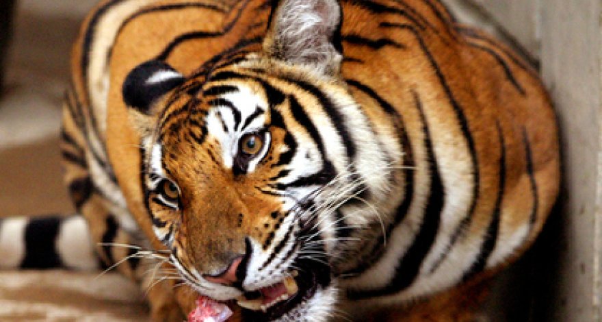 Работник зоопарка лишился рук при попытке искупать тигра