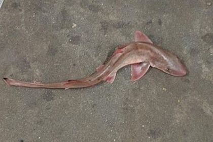 Metroda akula cəsədi aşkarlandı - FOTO